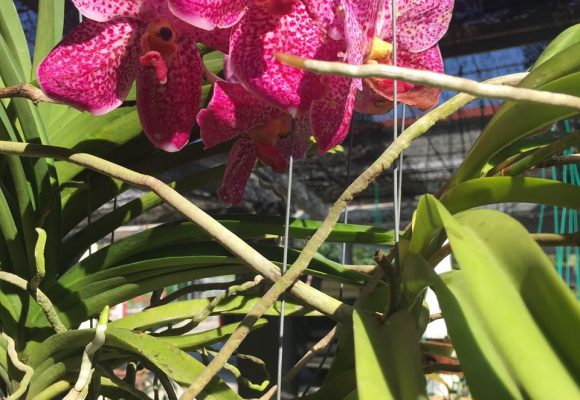 Orchid Flowers Testimonial Orchid Flowers Testimonial