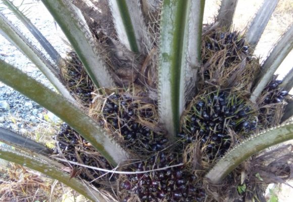 progress of plam trees using SOSIN BAKONG BAKONG progress of plam trees using SOSIN BAKONG BAKONG