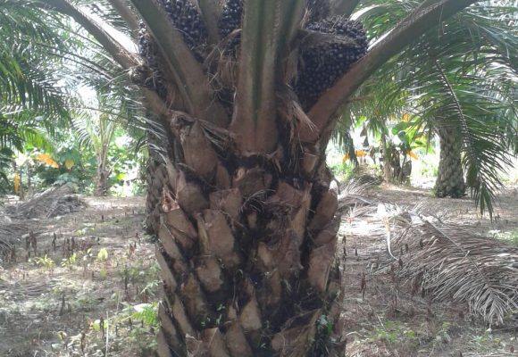 Organic Fertilizer Palm Oil Testimony 27 March 2017 Organic Fertilizer Palm Oil Testimony 27 March 2017