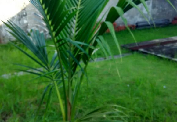 SOS Organic liquid Fertilizer testimony for coconut plant SOS Organic liquid Fertilizer testimony for coconut plant