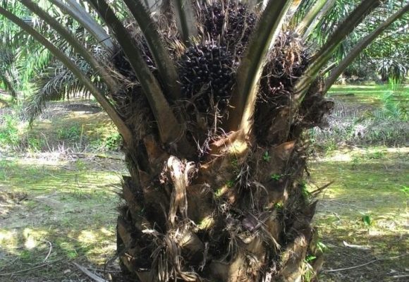 SOS Organic Fertilizer Testimony – Palm Oil Trees
